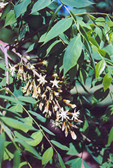 Kentucky Coffeetree (Gymnocladus dioicus) at Stonegate Gardens