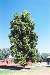 Pyramidal American Linden (Tilia americana 'Fastigiata') at Lakeshore Garden Centres