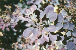 Purple Smokebush (Cotinus coggygria 'Atropurpurea') at A Very Successful Garden Center