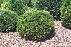 Hetz Midget Arborvitae (Thuja occidentalis 'Hetz Midget') at Stonegate Gardens