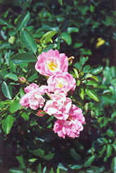 Fuchsia Meidiland Rose (Rosa 'Fuchsia Meidiland') at Lakeshore Garden Centres