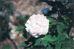 Maxima White Rose (Rosa alba 'Maxima') at Stonegate Gardens