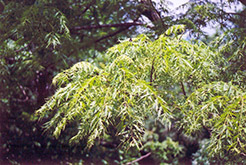 Cutleaf Black Walnut (Juglans nigra 'Laciniata') at Lakeshore Garden Centres