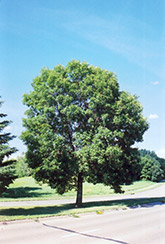Green Ash (Fraxinus pennsylvanica) at Stonegate Gardens