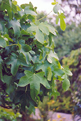 Round Leaf Sweet Gum (Liquidambar styraciflua 'Rotundiloba') at A Very Successful Garden Center
