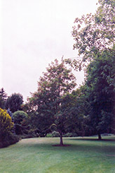 Erythrocarpum Sycamore Maple (Acer pseudoplatanus 'Erythrocarpum') at Stonegate Gardens