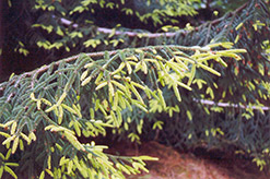 Golden Oriental Spruce (Picea orientalis 'Aurea') at A Very Successful Garden Center