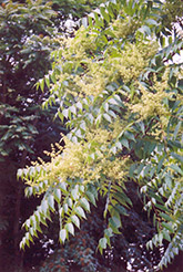 Tree of Heaven (Ailanthus altissima) at Lakeshore Garden Centres