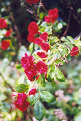 Scarlet Meidiland Rose (Rosa 'Scarlet Meidiland') at Stonegate Gardens