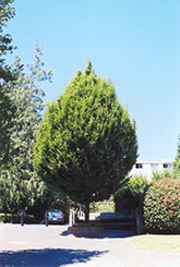 Columnar European Hornbeam (Carpinus betulus 'Columnaris') at A Very Successful Garden Center