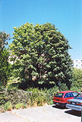 Big Leaf Maple (Acer macrophyllum) at Stonegate Gardens