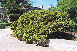 Dwarf Redtip Dogwood (Cornus pumila) at A Very Successful Garden Center
