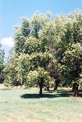 Chinese Willow (Salix matsudana) at Stonegate Gardens