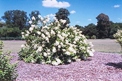 White Moth Hydrangea (Hydrangea paniculata 'White Moth') at A Very Successful Garden Center