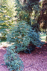 European Elder (Sambucus nigra) at Stonegate Gardens
