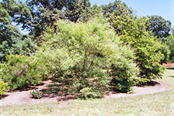 Chaste Tree (Vitex negundo) at Stonegate Gardens