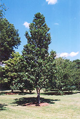 Cucumber Magnolia (Magnolia acuminata) at A Very Successful Garden Center