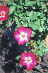 Cherry Meidiland Rose (Rosa 'Cherry Meidiland') at Stonegate Gardens
