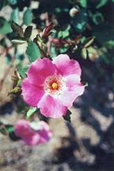 Pink Meidiland Rose (Rosa 'Pink Meidiland') at Lakeshore Garden Centres