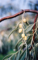 Russian Olive (Elaeagnus angustifolia) at Stonegate Gardens