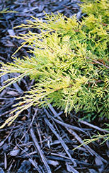 Gold Lace Juniper (Juniperus x media 'Gold Lace') at Lakeshore Garden Centres