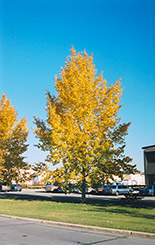 Northwest Poplar (Populus x jackii 'Northwest') at Lakeshore Garden Centres