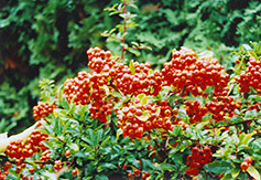Yukon Belle Scarlet Firethorn (Pyracantha coccinea 'Yukon Belle') at A Very Successful Garden Center
