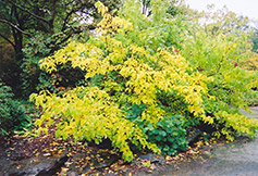 Chinese Stewartia (Stewartia sinensis) at A Very Successful Garden Center