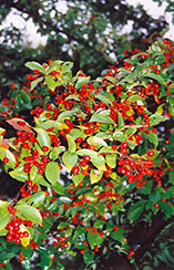 Oriental Photinia (Photinia villosa) at Lakeshore Garden Centres