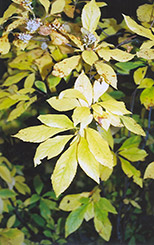 Summersweet (Clethra alnifolia) at Lakeshore Garden Centres