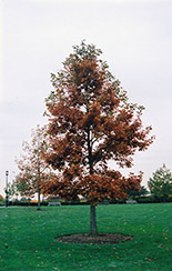 Swamp White Oak (Quercus bicolor) at A Very Successful Garden Center