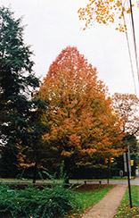 Shumard Oak (Quercus shumardii) at Lakeshore Garden Centres