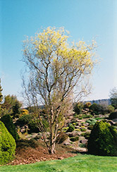 Dragon's Claw Willow (Salix matsudana 'Tortuosa') at A Very Successful Garden Center