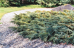 Holger Juniper (Juniperus squamata 'Holger') at A Very Successful Garden Center
