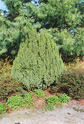 Loder's Juniper (Juniperus squamata 'Loderi') at Stonegate Gardens