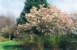 Lilliputian Saucer Magnolia (Magnolia x soulangeana 'Lilliputian') at Lakeshore Garden Centres