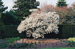 Star Magnolia (Magnolia stellata) at A Very Successful Garden Center