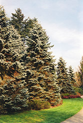 Moorheim Blue Spruce (Picea pungens 'Moerheimii') at A Very Successful Garden Center