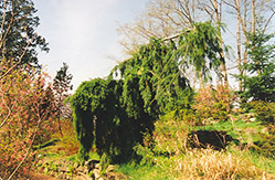 Weeping Douglas Fir (Pseudotsuga menziesii 'Pendula') at A Very Successful Garden Center