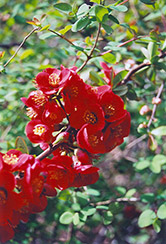 Nicoline Flowering Quince (Chaenomeles x superba 'Nicoline') at Lakeshore Garden Centres