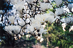 Yulan Magnolia (Magnolia denudata) at A Very Successful Garden Center