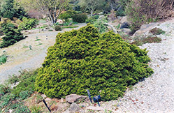 Globe Redcedar (Juniperus virginiana 'Globosa') at A Very Successful Garden Center