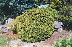 Yatsubusa Japanese Cedar (Cryptomeria japonica 'Yatsubusa') at Stonegate Gardens