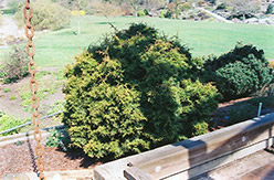 Hillier Arborvitae (Thuja plicata 'Hillieri') at Stonegate Gardens