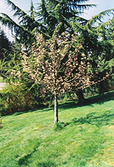 Stella Cherry (Prunus avium 'Stella') at Stonegate Gardens