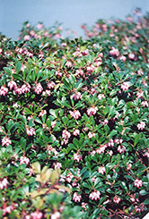 Vancouver Jade Bearberry (Arctostaphylos uva-ursi 'Vancouver Jade') at A Very Successful Garden Center
