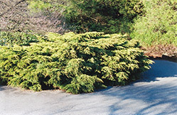 Pfitzer Juniper (Juniperus x media 'Pfitzeriana') at Stonegate Gardens