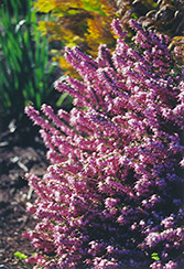 Sherwood's Early Red Heath (Erica carnea 'Sherwood's Early Red') at A Very Successful Garden Center