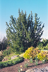 English Yew (Taxus baccata) at Stonegate Gardens