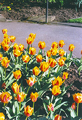 Synaeda King Tulip (Tulipa 'Synaeda King') at A Very Successful Garden Center